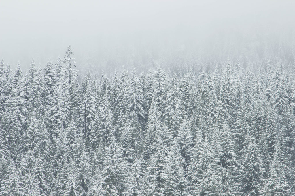 snow-forest-trees-winter